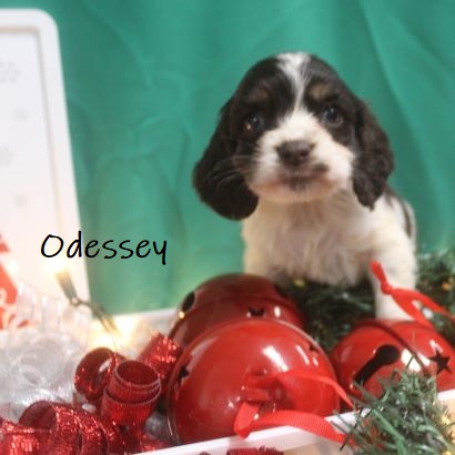 puppy, for, sale, Cocker Spaniel, Joe & Cherri  Overlease, dog, breeder, Miller, MO, dog-breeder, puppy-for-sale, forsale, nearby, find, puppyfind, locator, puppylocator, aca